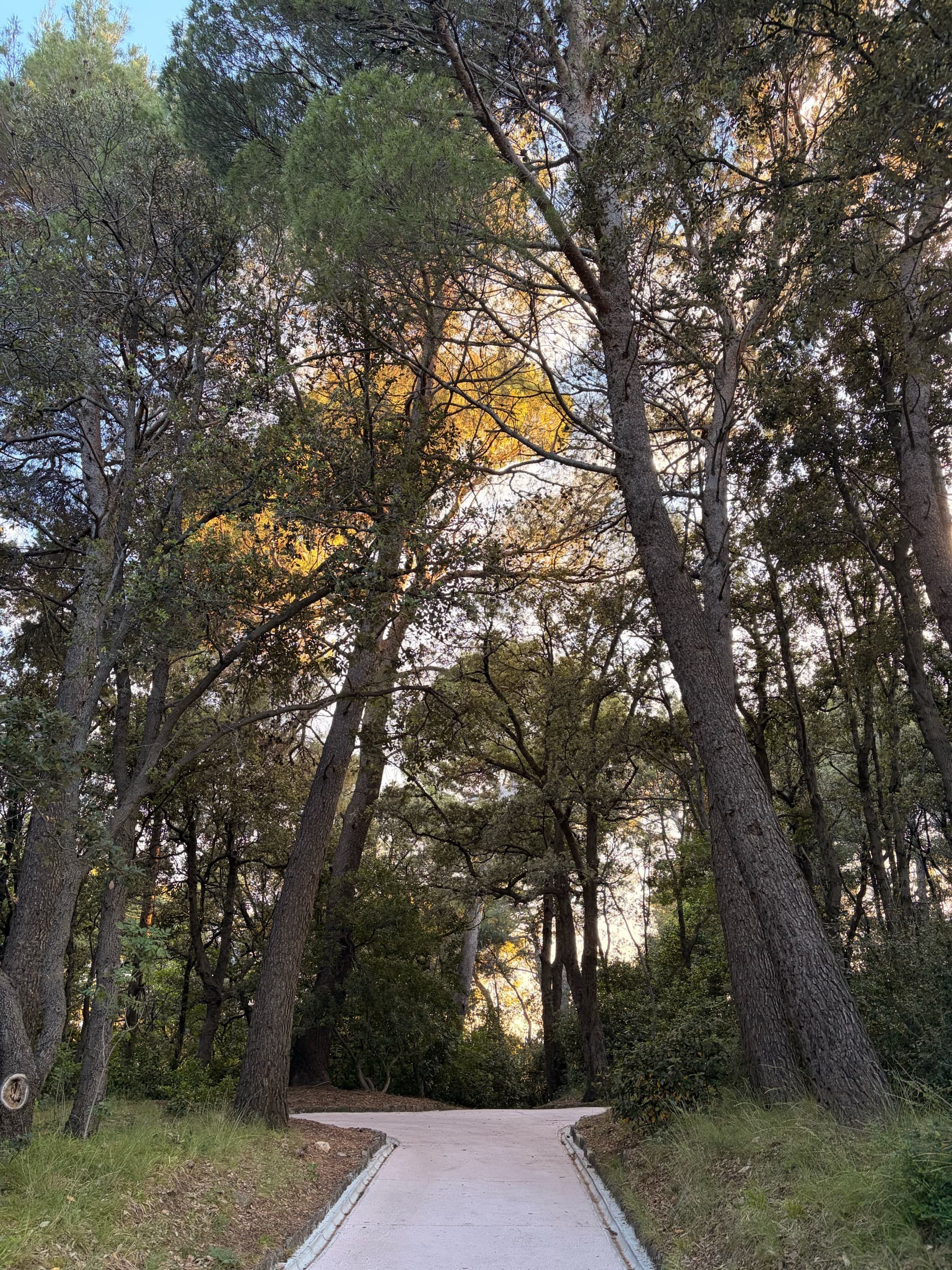 A paved path beneath the evergreen canopy in Komrčar Forest Park.