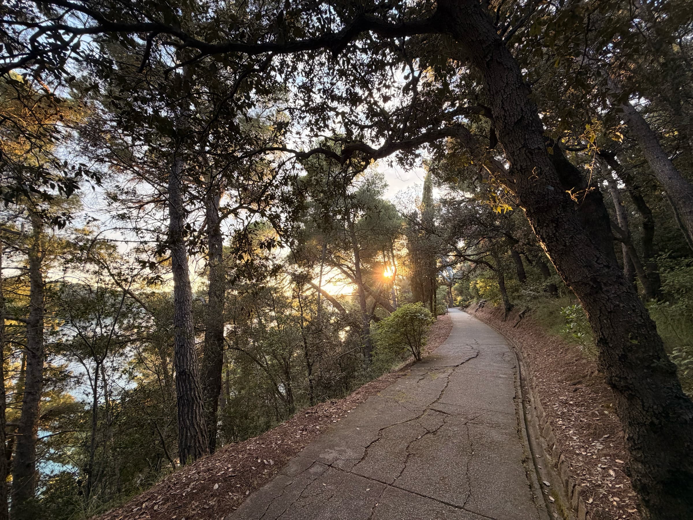 A path in Komrčar Forest Park curves through evergreen vegetation toward evening light.