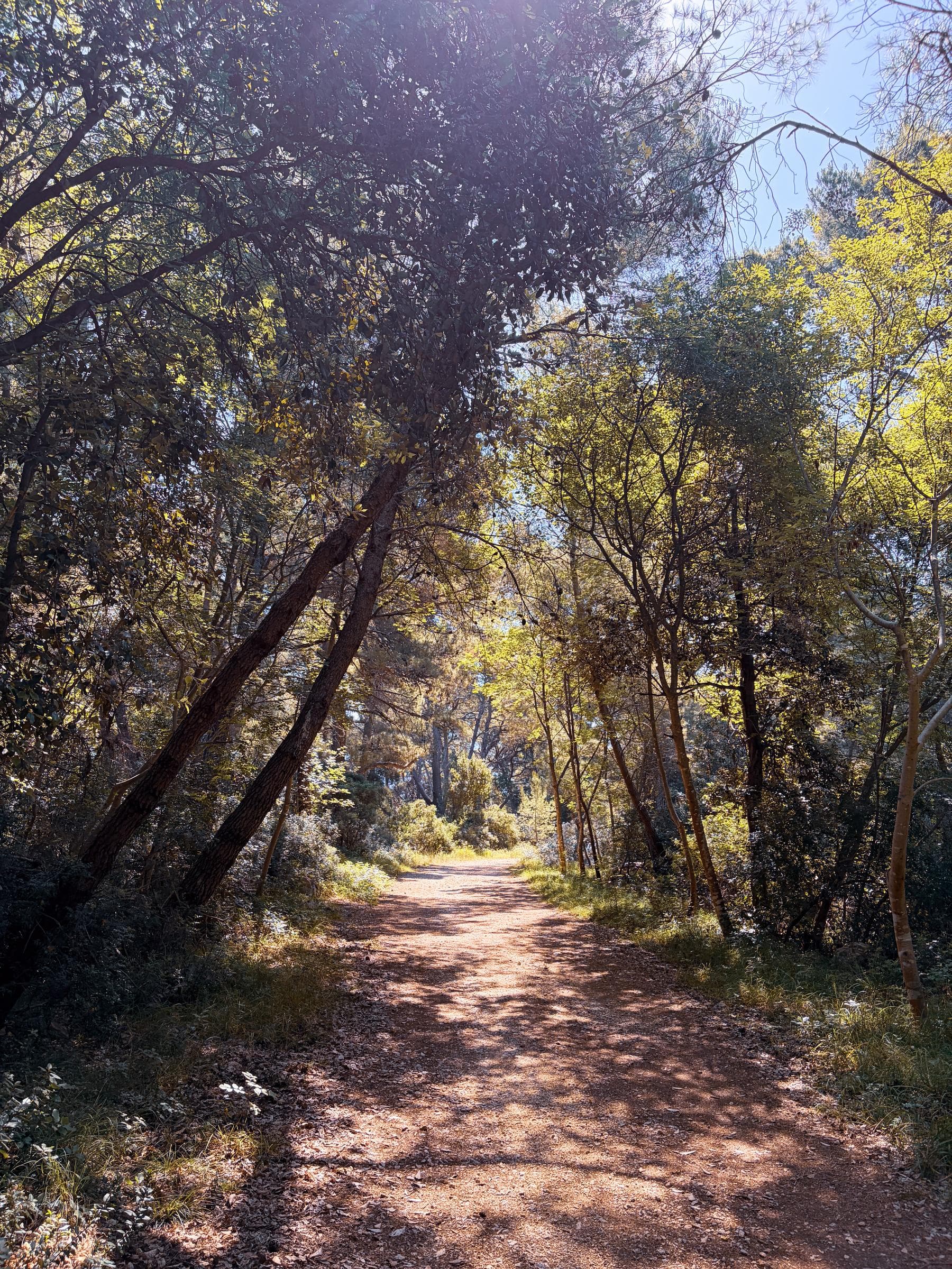 A pine trail through Kalifront forest with broken sunlight on the path.