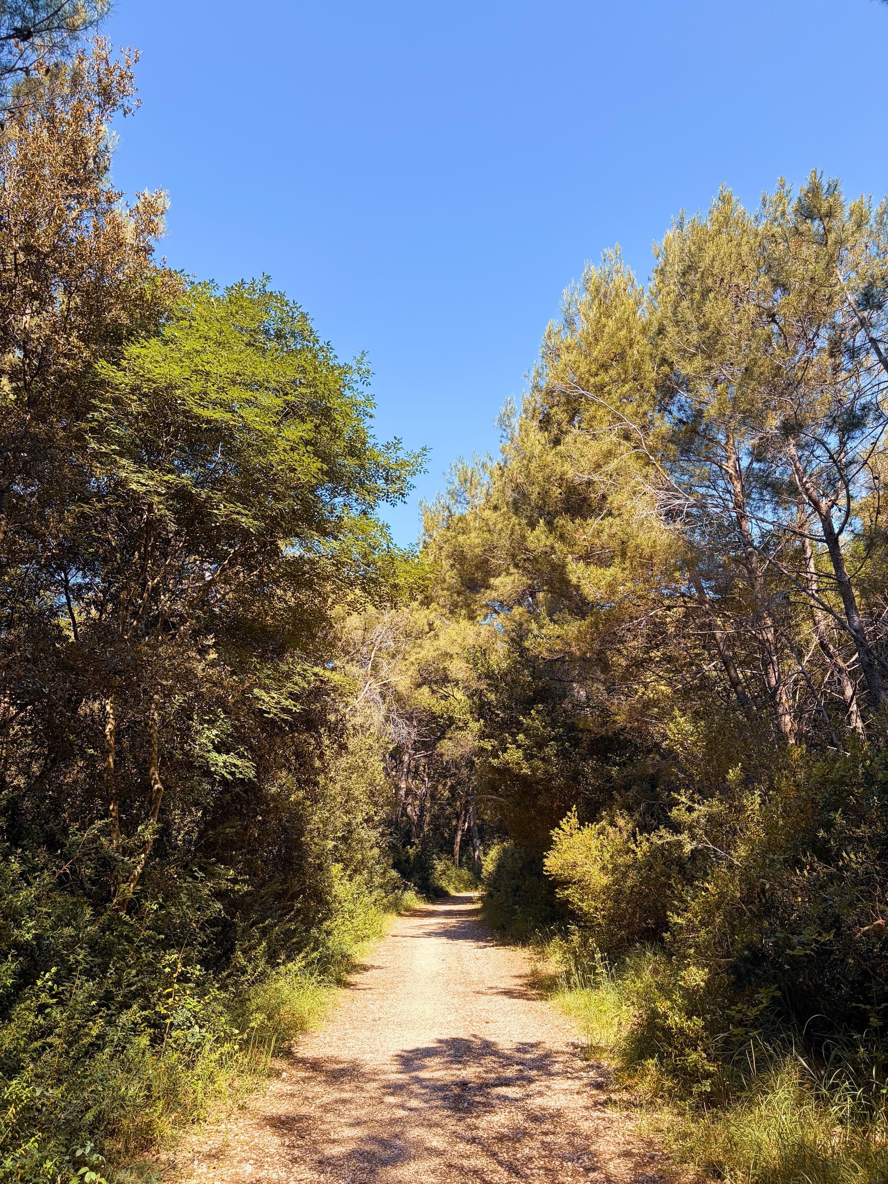 A quiet Rab forest track suitable for bikes, pines and pale stone under summer light.