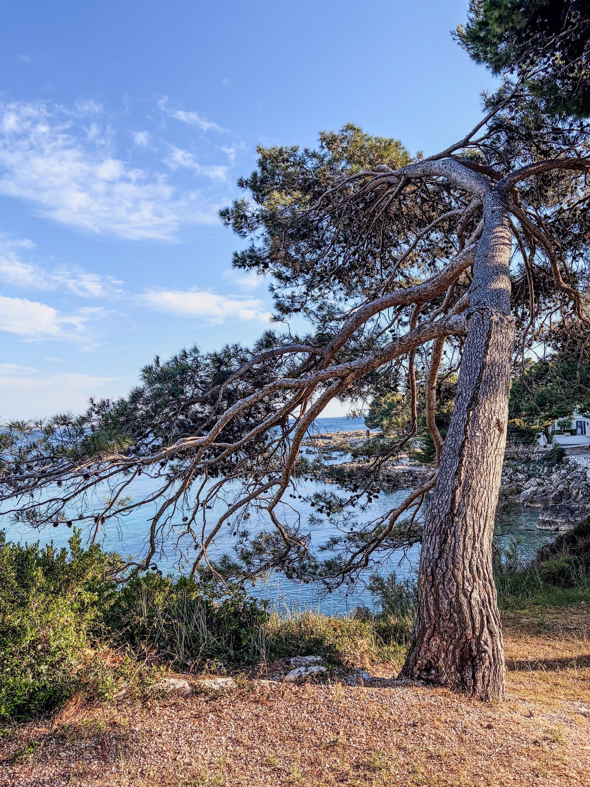 Pine framing the open Adriatic in late afternoon light.